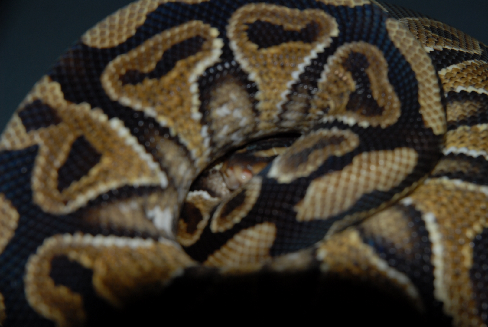 Connan the Yellow Belly