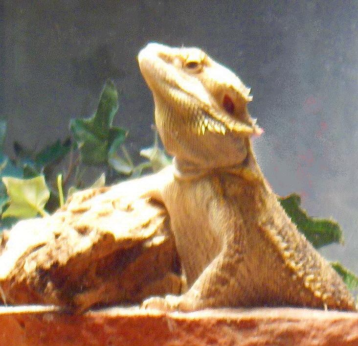 Cool Dragon Pose