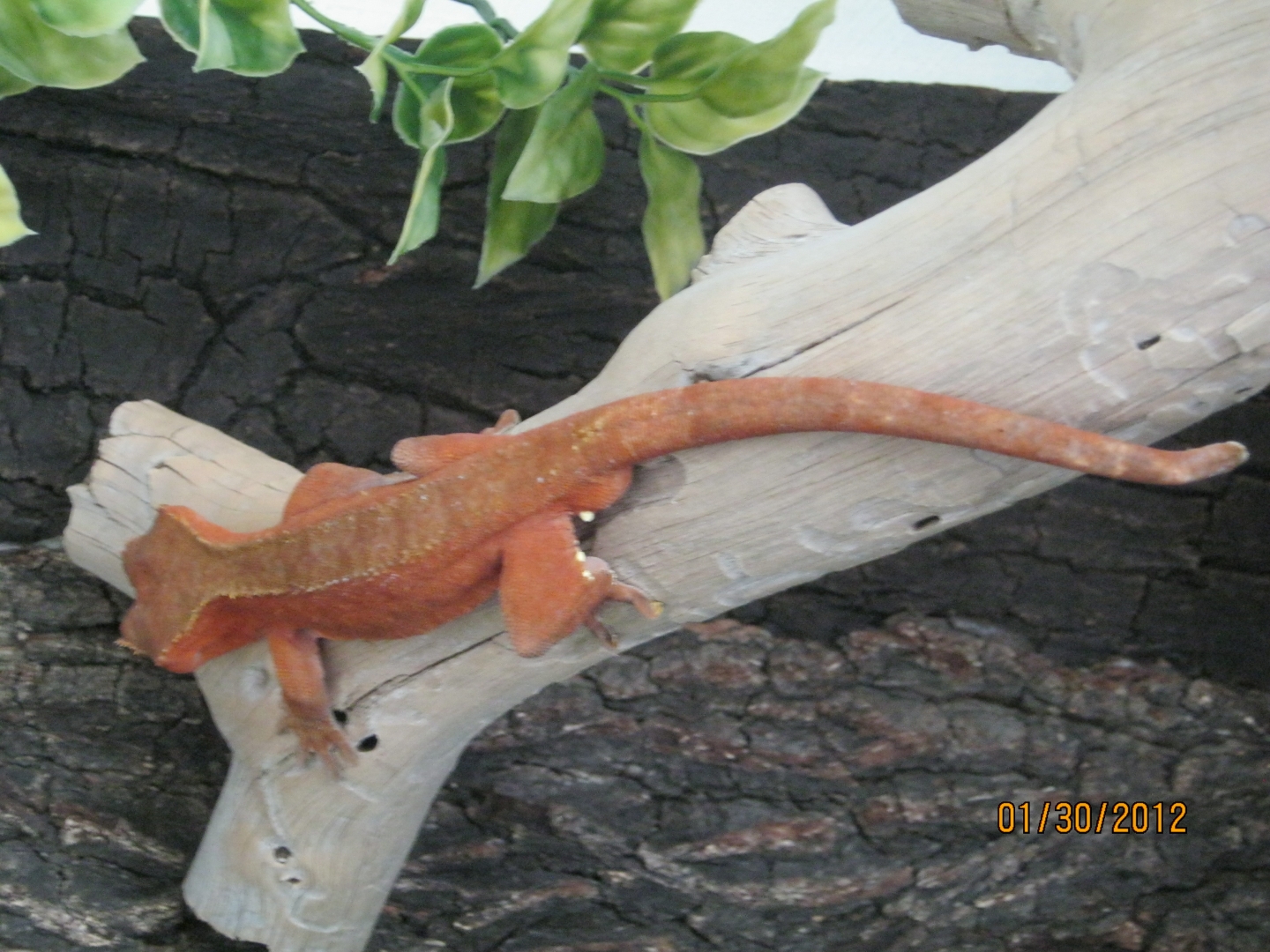 Copper