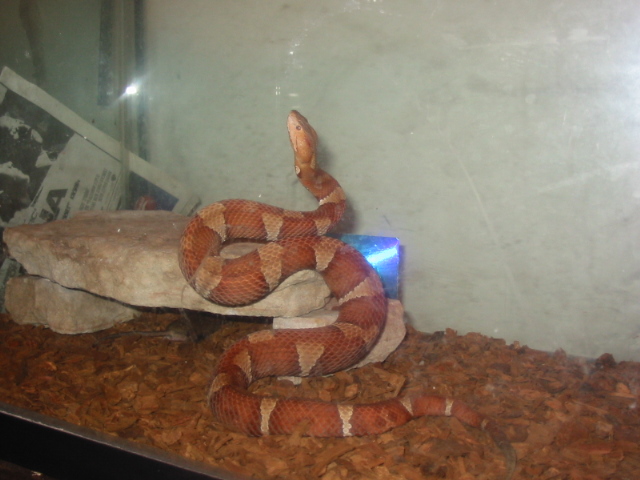 copper