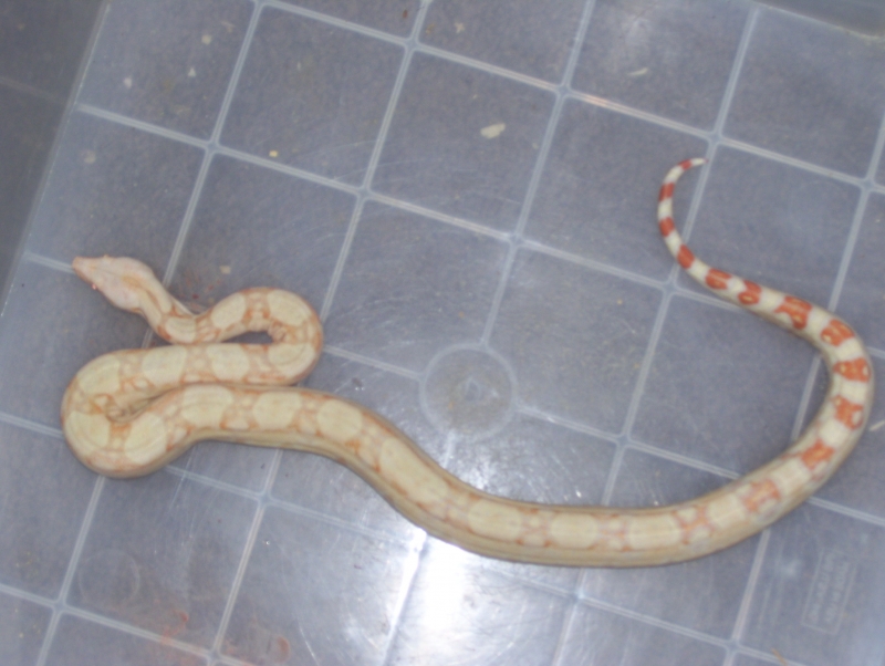 coral albino boa, male