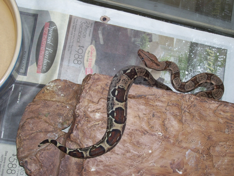 coral albino het, female