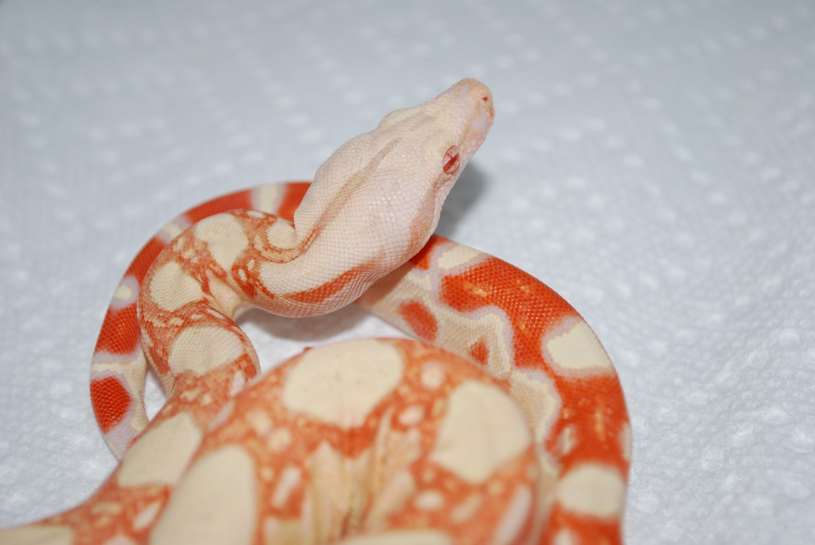 Coral albino