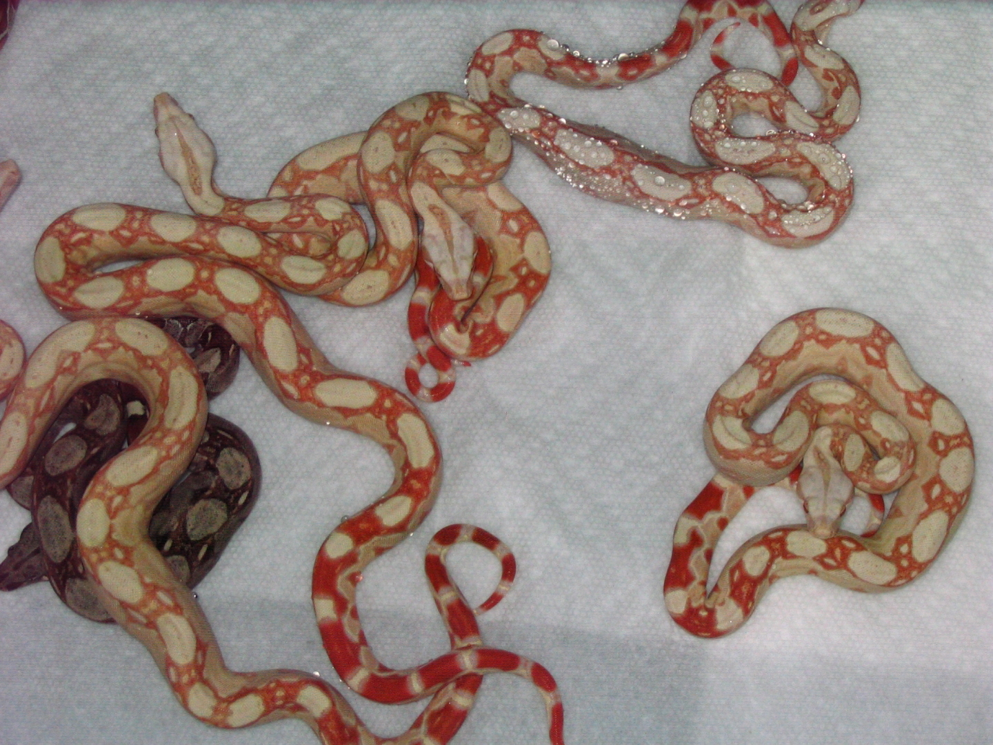 Coral albinos with intense orange saddles.