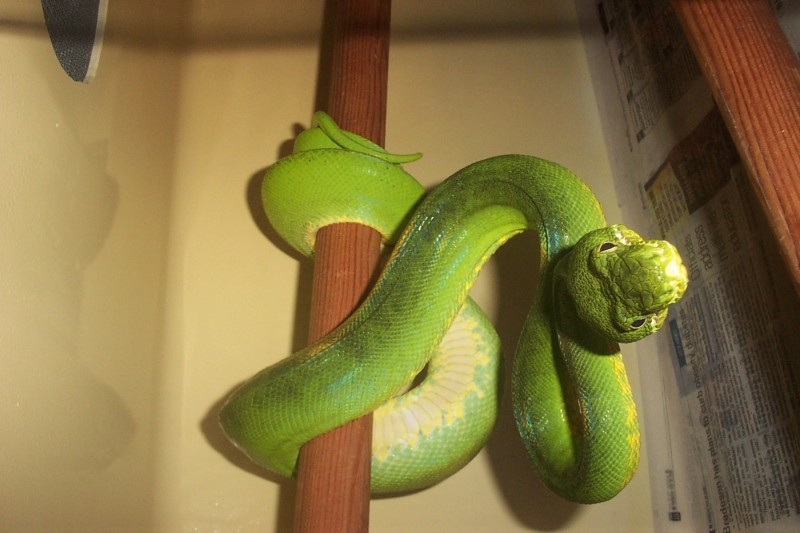 Corallus caninus