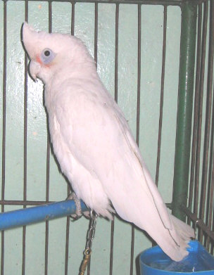 Corella Cockatoo