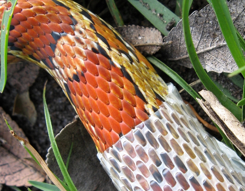 Cornsnake shedding (macro)