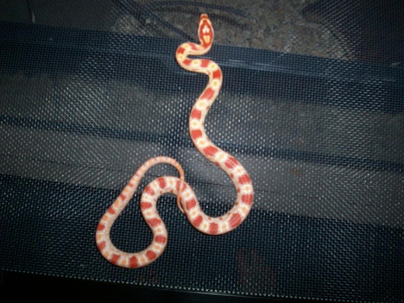 Cornsnake