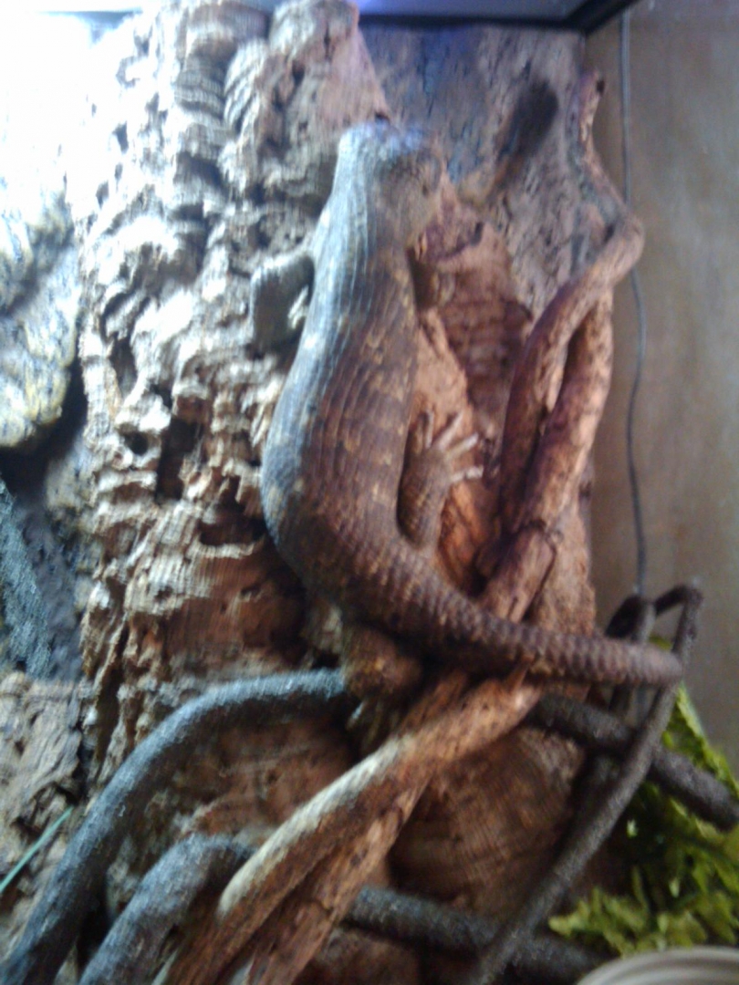 Corucia Zebrata ~ My Kids ~