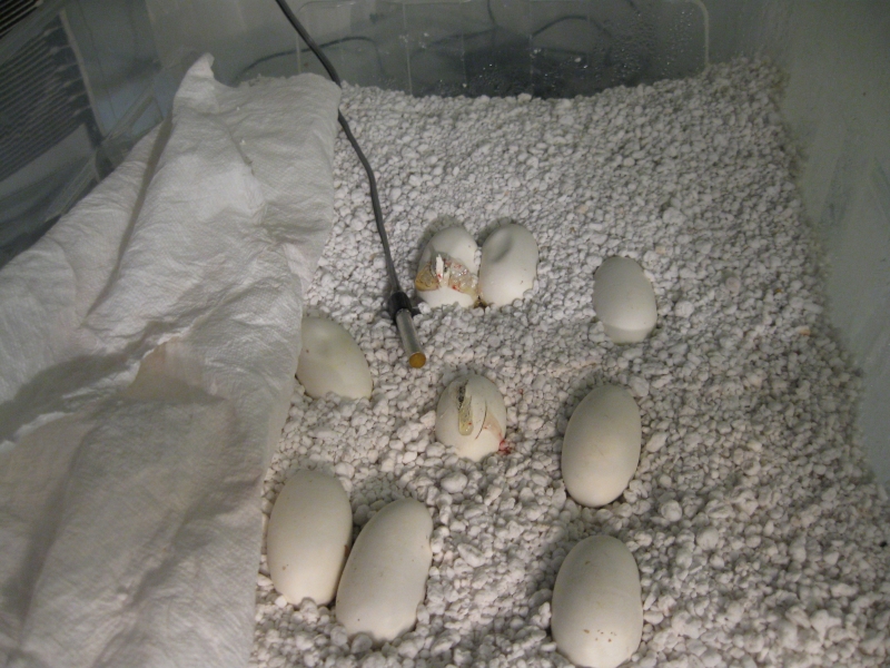 Cosmo and Wanda's eggs at Day 49