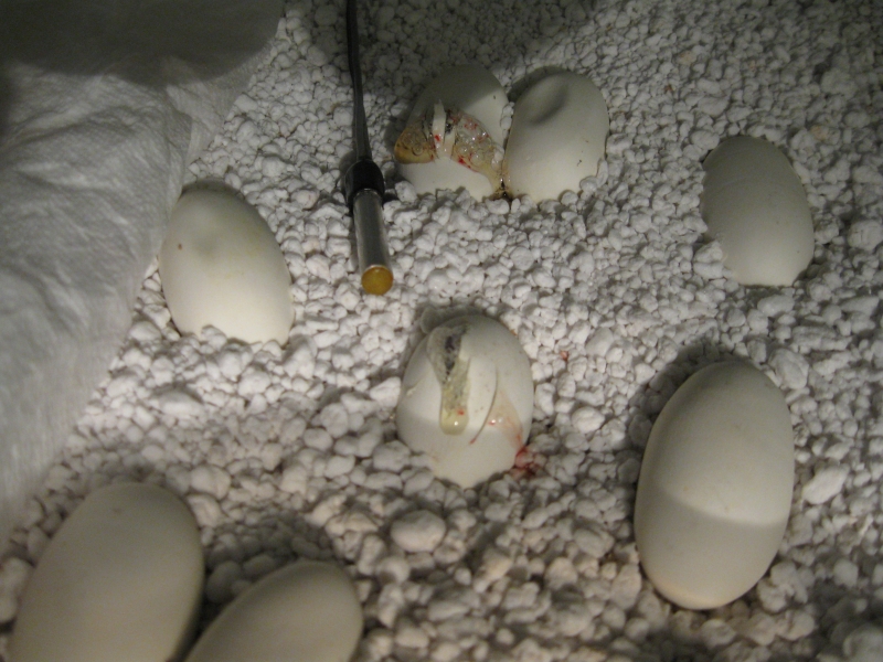 Cosmo and Wanda's eggs at Day 49