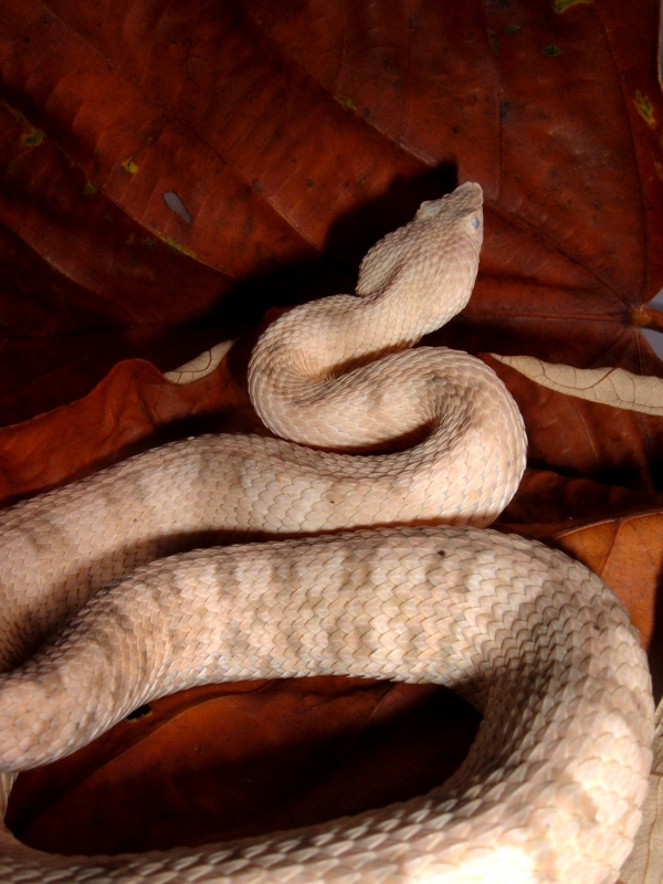 Cream Porthidium lansbergii