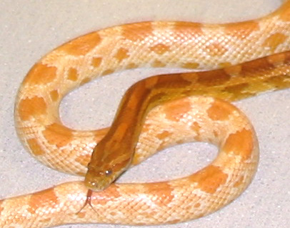Creamsicle ~ Rootbeer