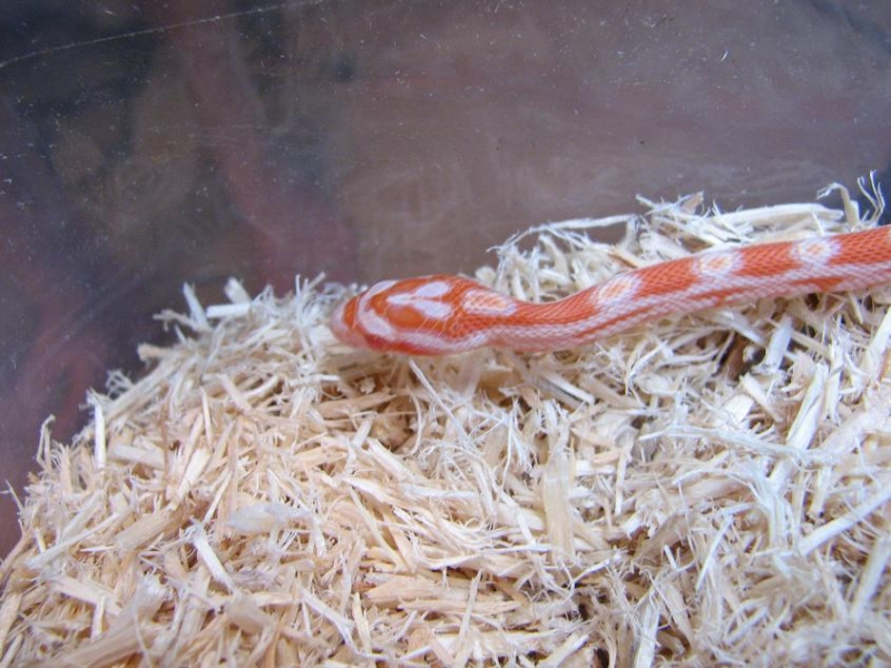 Creamsicle