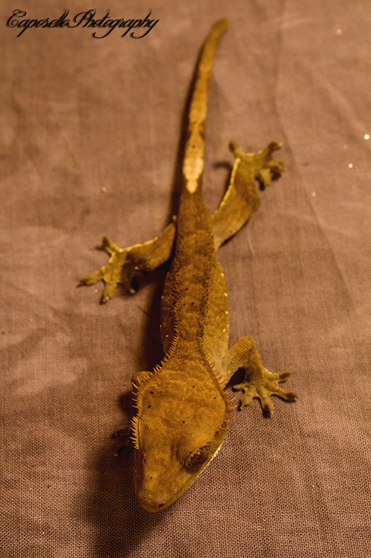 Crested Gecko for sale
