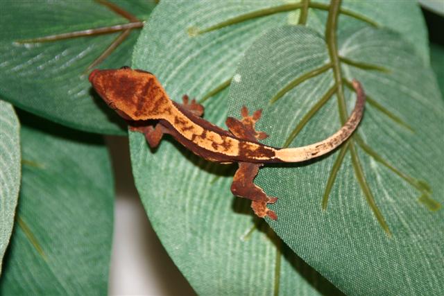 Crested Hatchling