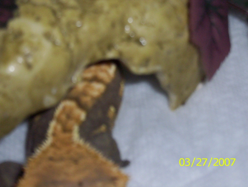 Crested