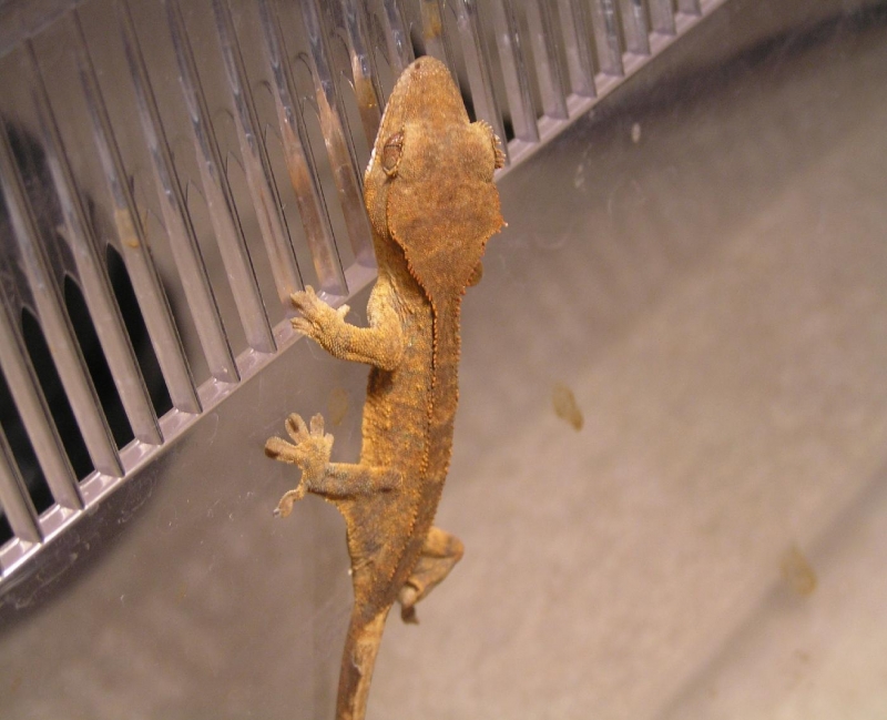 Crested_Gecko_Fire_Female_2