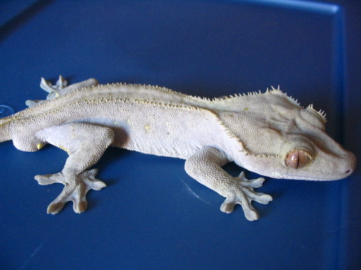 crested_moonglow