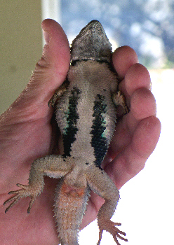 Crevice Spiny Lizards
