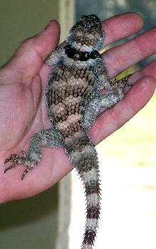 Crevice Spiny Lizards