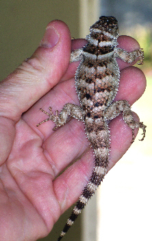 Crevice Spiny Lizards
