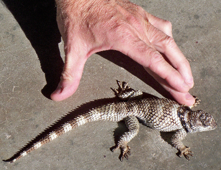 Crevice Spiny Lizards