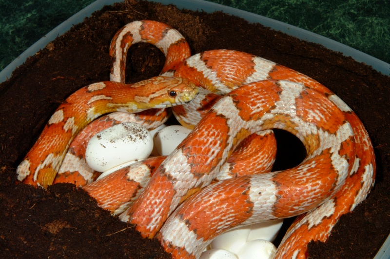 Crimson Corn with eggs