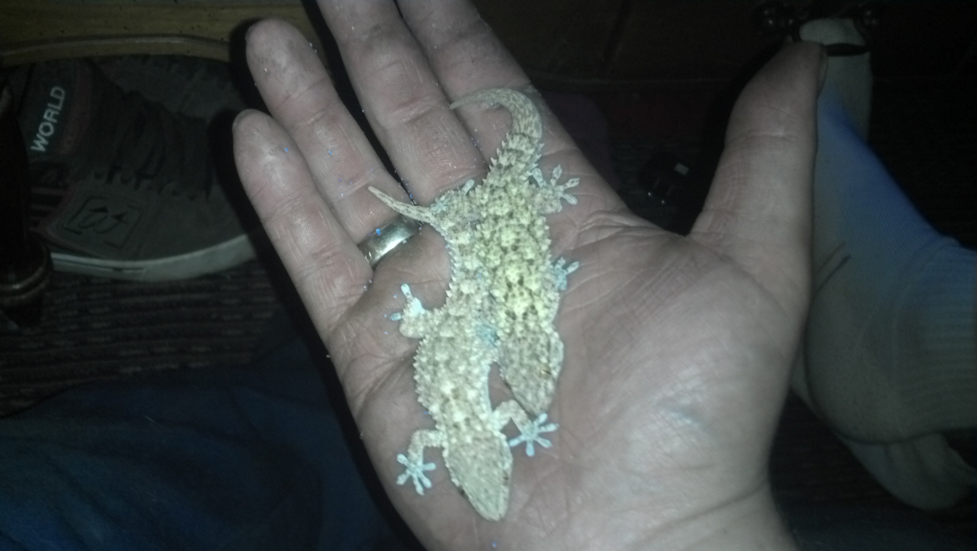 crocodile geckos