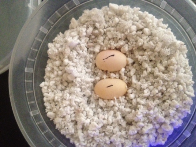 cuban_knight_anole_eggs_042312