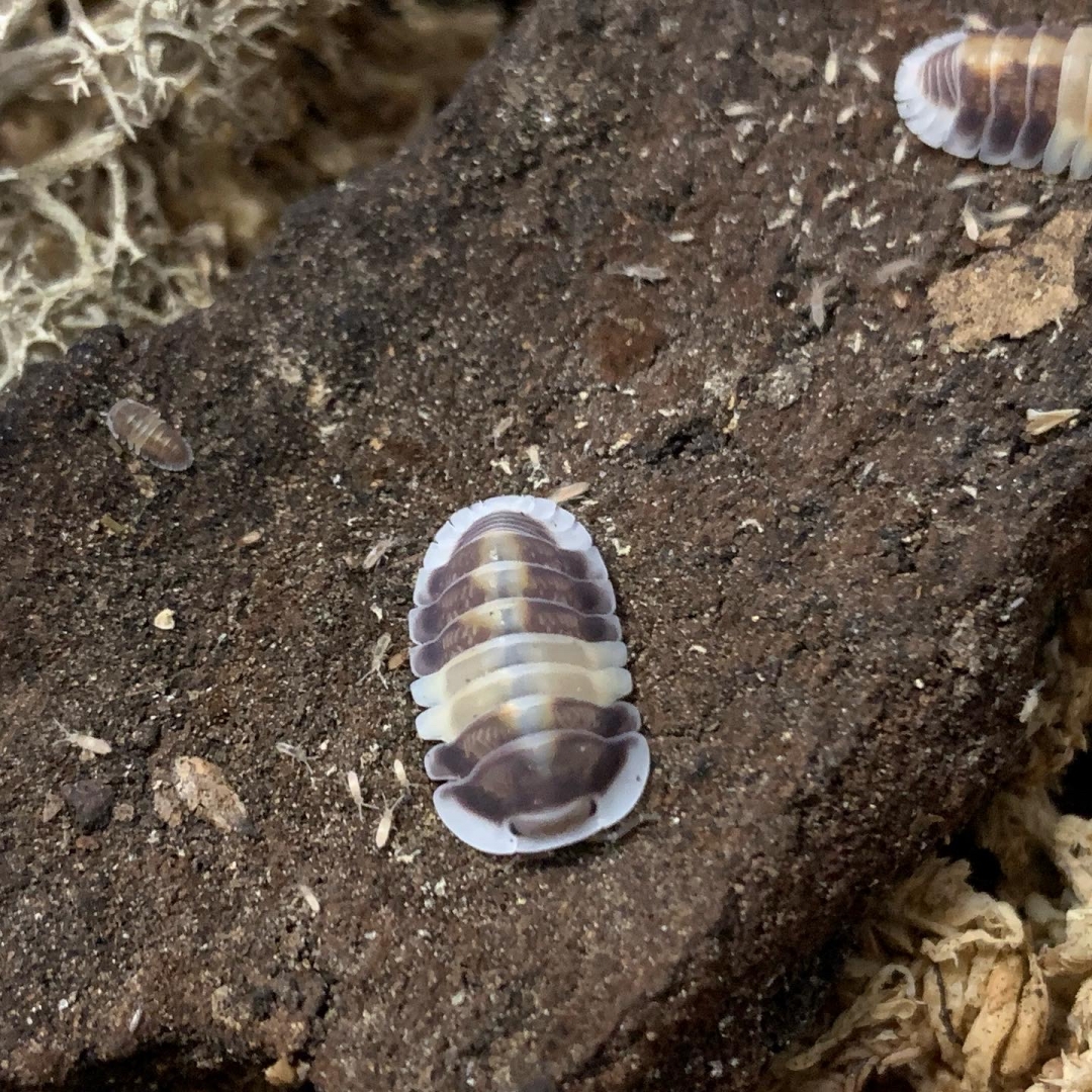 Cubaris cappuccino