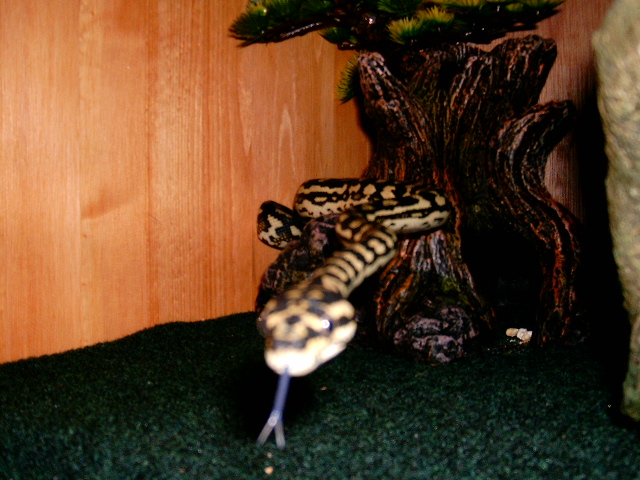 curious jungle