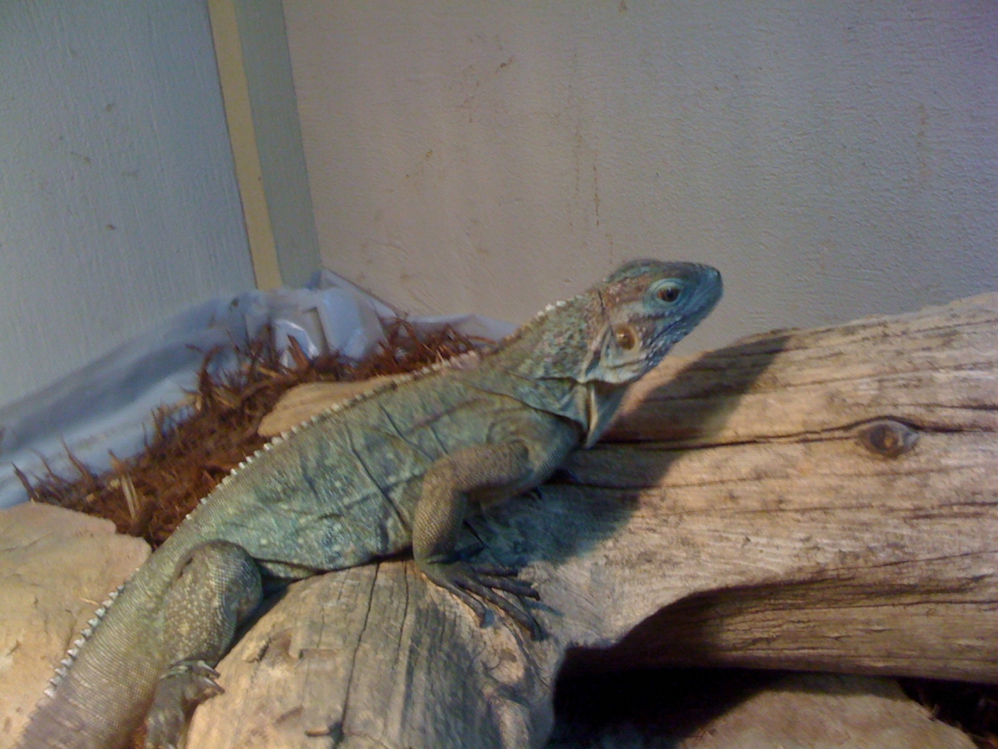cyclura lewisi hybrid