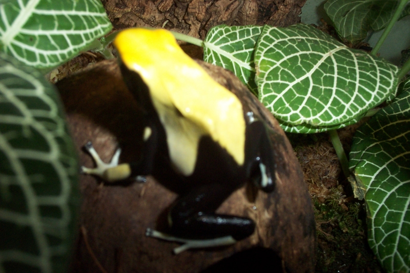 D.tinctorius