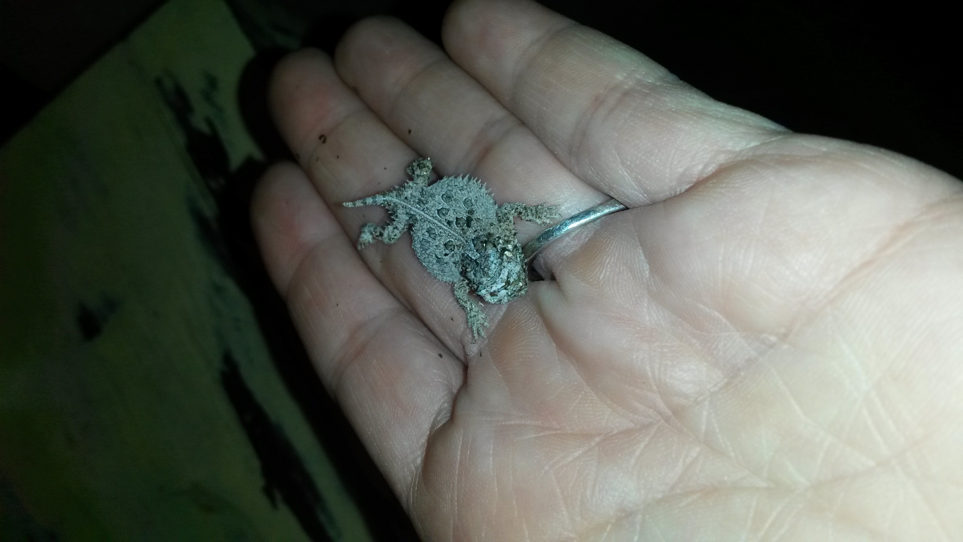 Day 1 for this hatchling