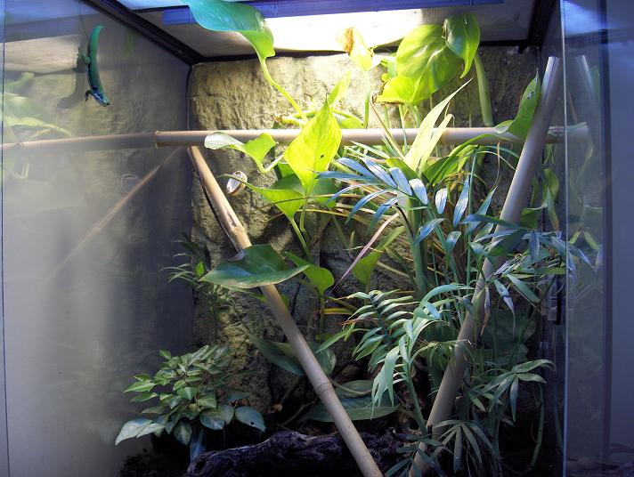 Day Gecko Vivarium