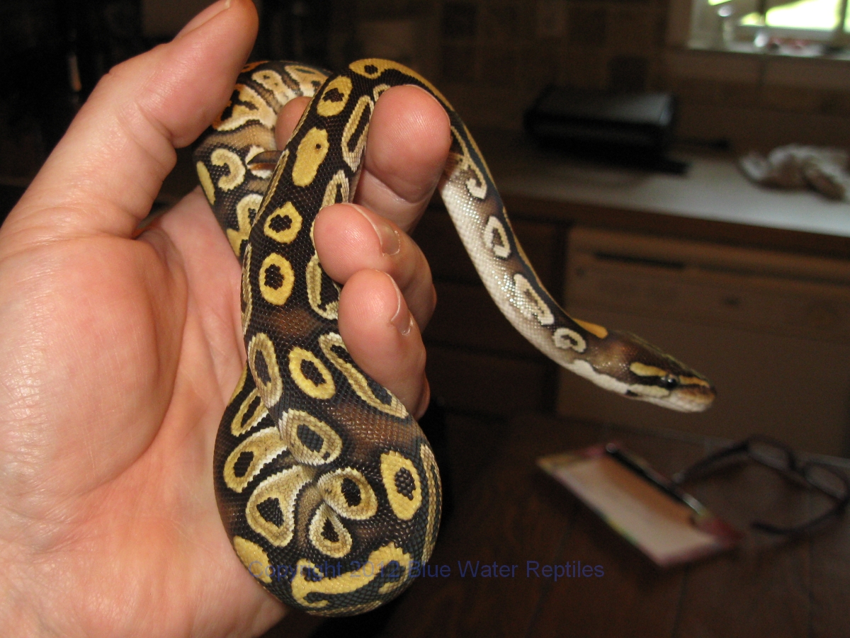 DB2012-06 Female Mojave