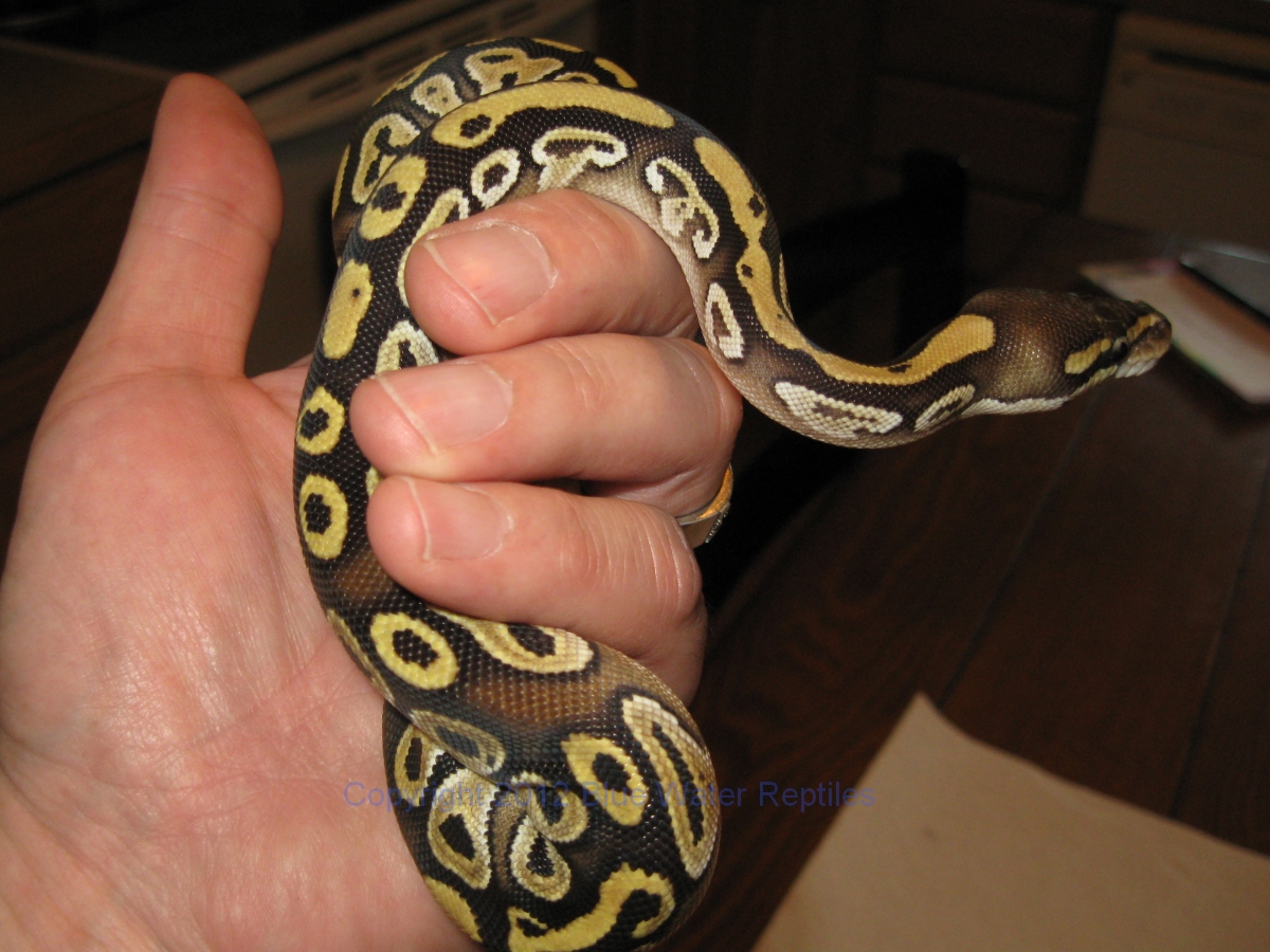 DB2012-06 Female Mojave