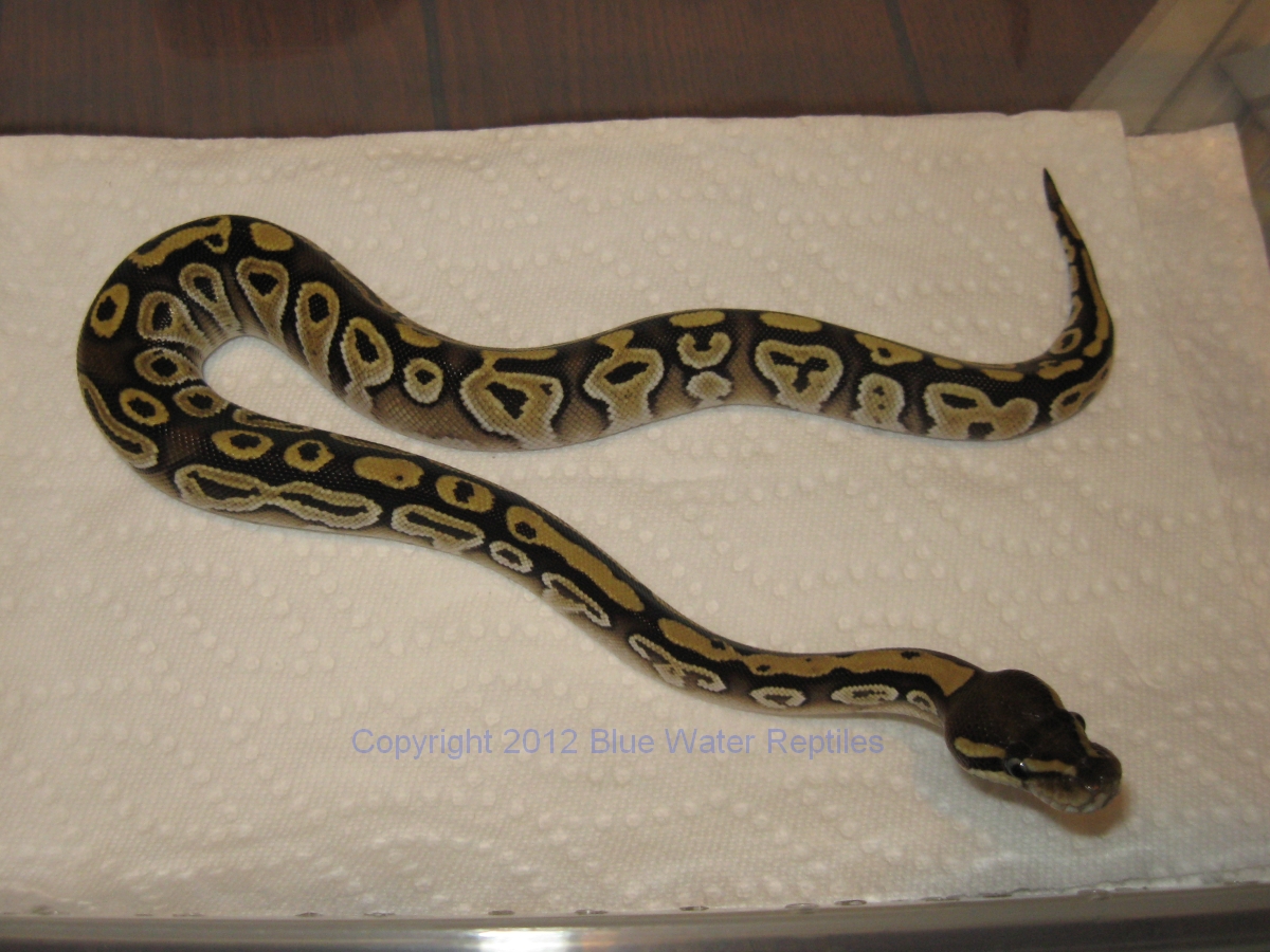 DB2012-06 Female Mojave
