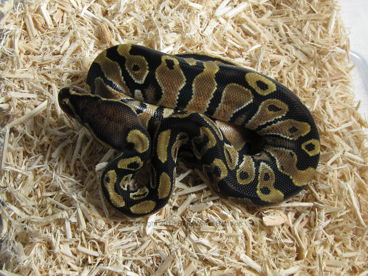 DB2013-9