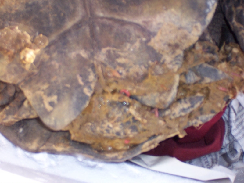 DEAD TORTOISE SHIPPED BY MICHAEL ENRIQUEZ