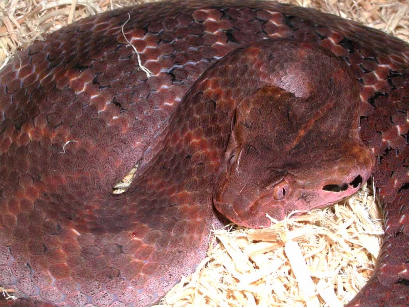 Death Adder