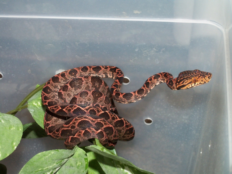 Deesvalentinessnake