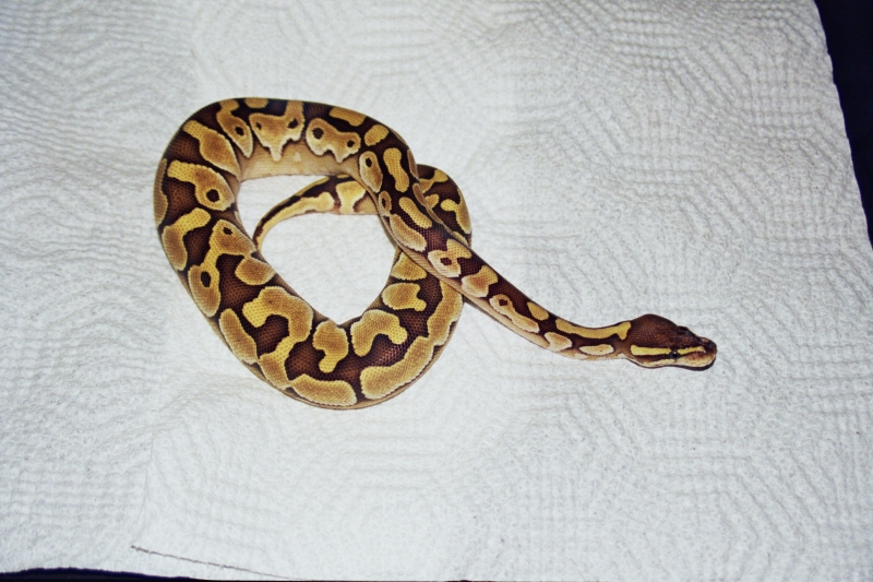 Delilah - 08 Lesser Platinum