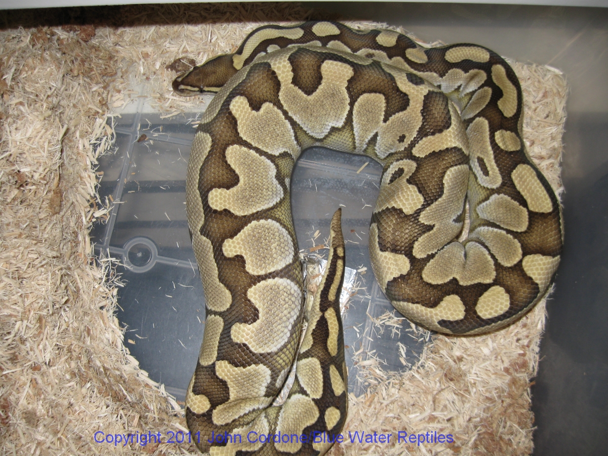 Delilah getting bigger