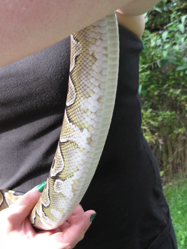 Delilah - my female Lesser Platinum BP