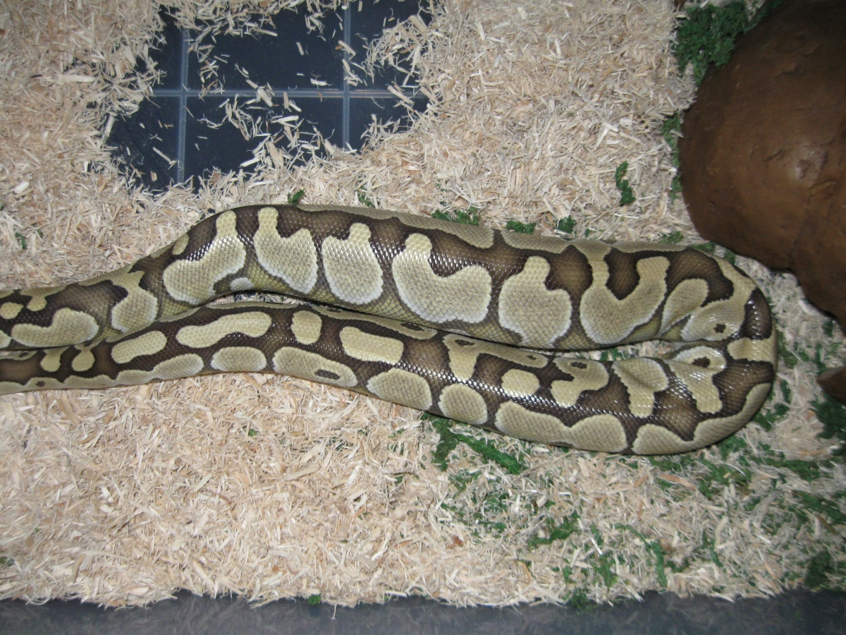 Delilah