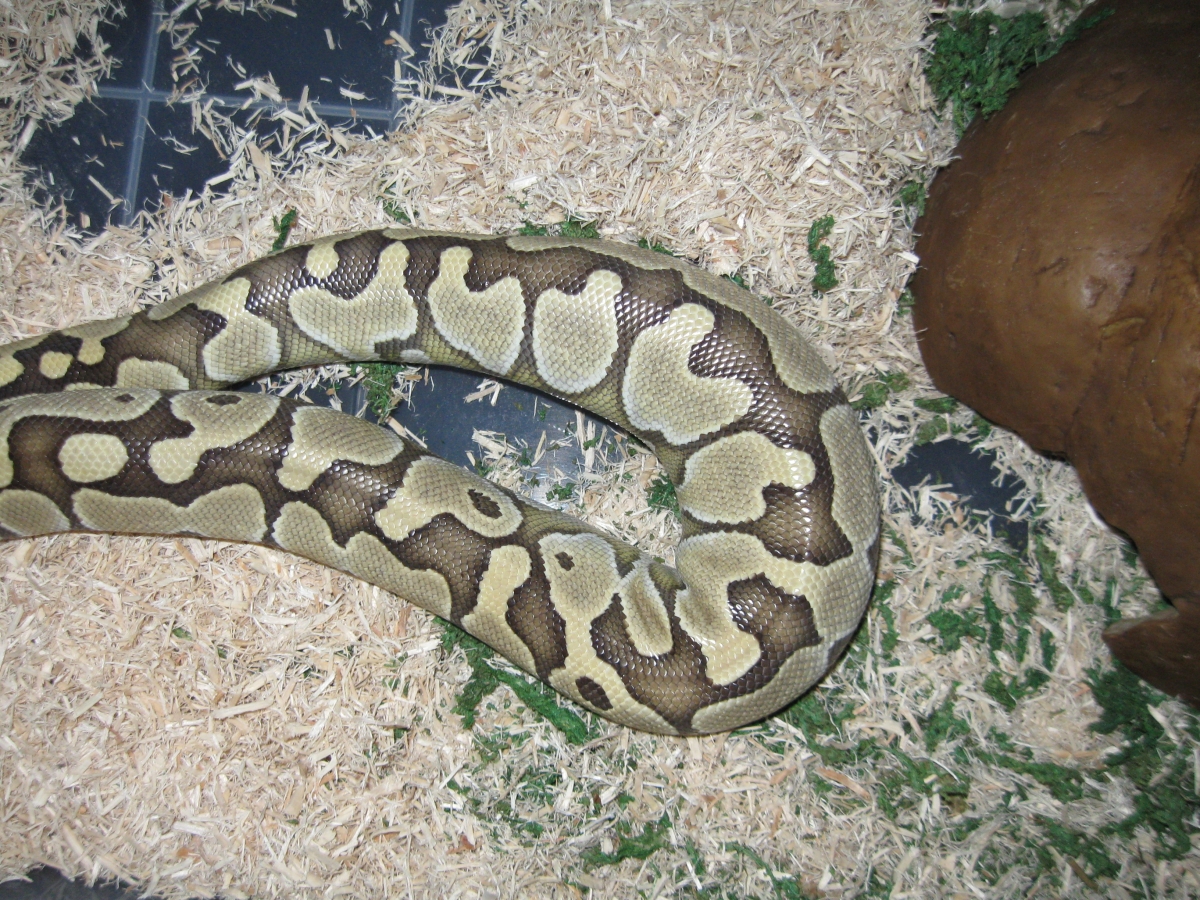 Delilah