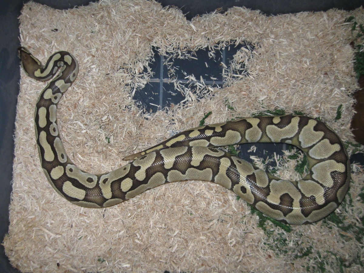 Delilah