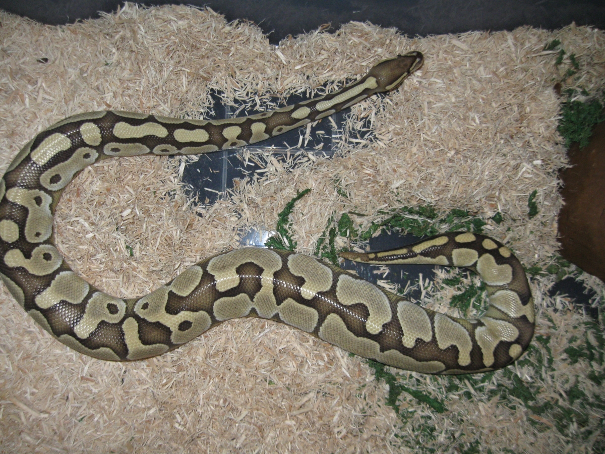 Delilah